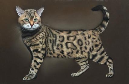 Bengalkatze.jpg